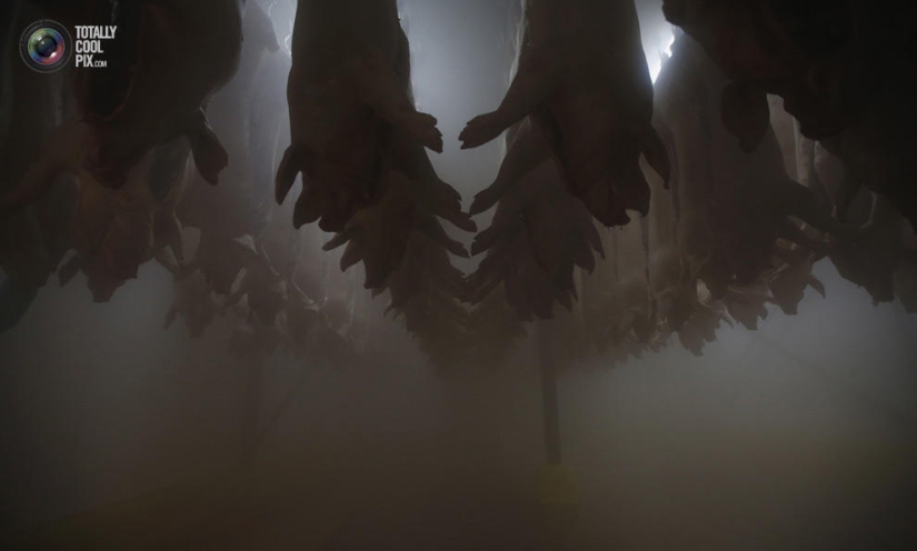 How the meat we eat is made How the meat we eat is made