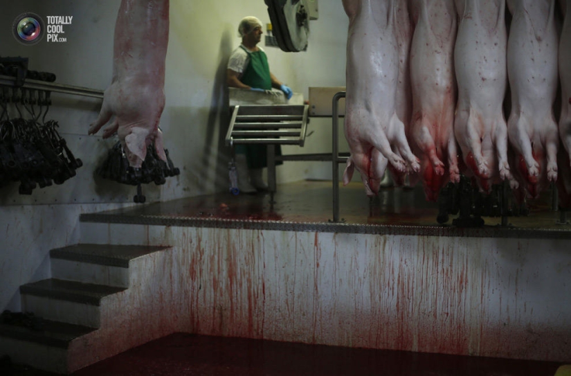 How the meat we eat is made How the meat we eat is made