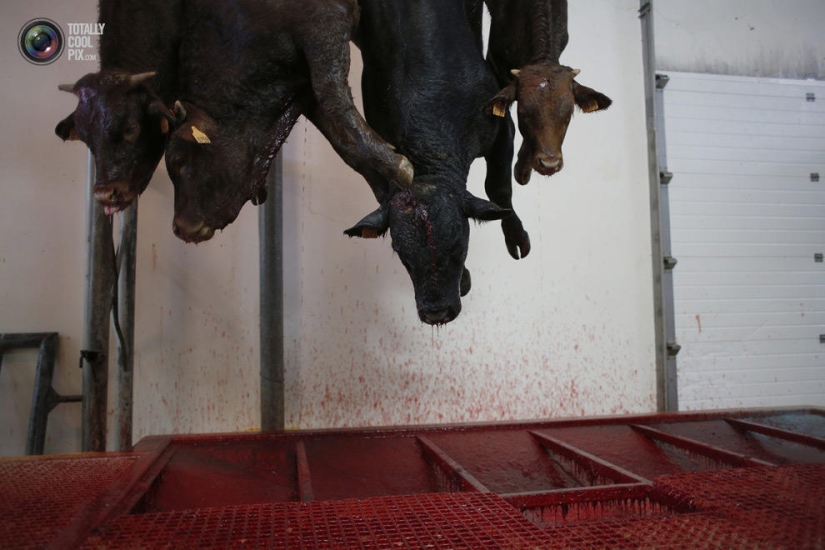 How the meat we eat is made How the meat we eat is made