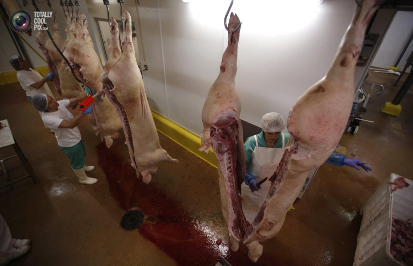 How the meat we eat is made How the meat we eat is made