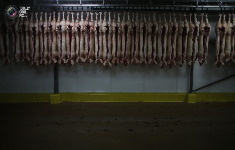 How the meat we eat is made How the meat we eat is made