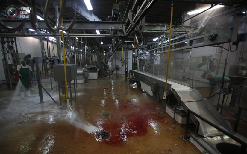 How the meat we eat is made How the meat we eat is made