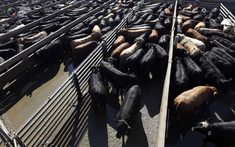 How the meat we eat is made How the meat we eat is made