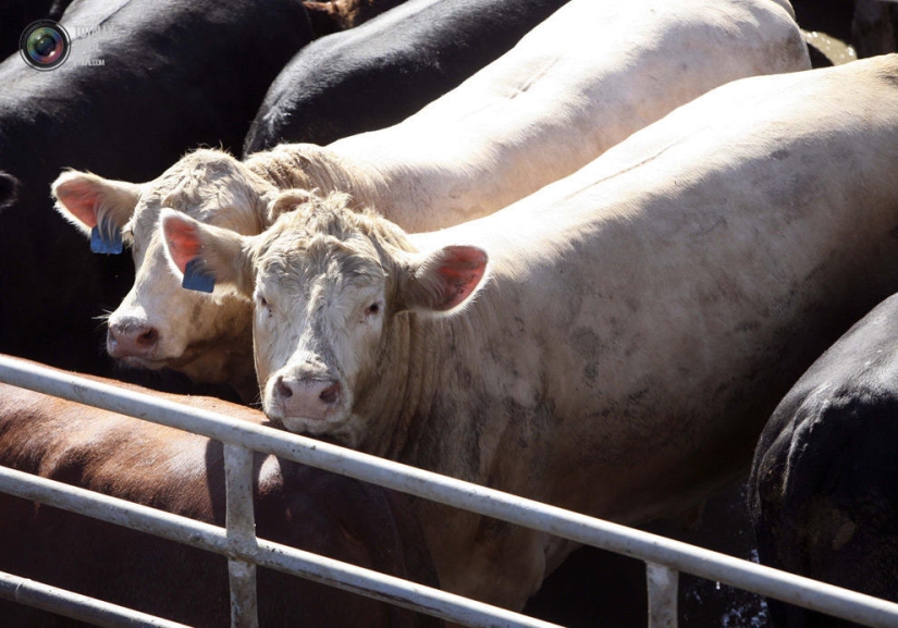 How the meat we eat is made How the meat we eat is made