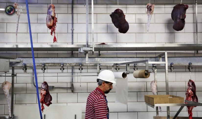 How the meat we eat is made How the meat we eat is made