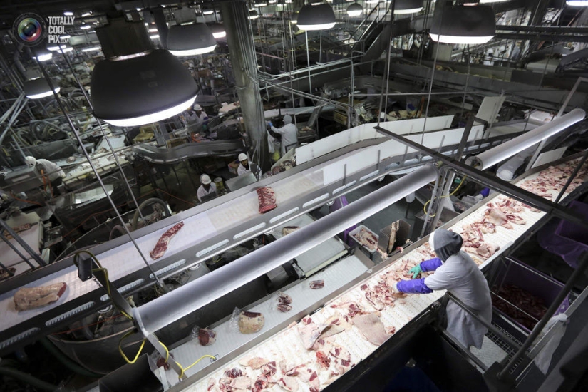How the meat we eat is made How the meat we eat is made