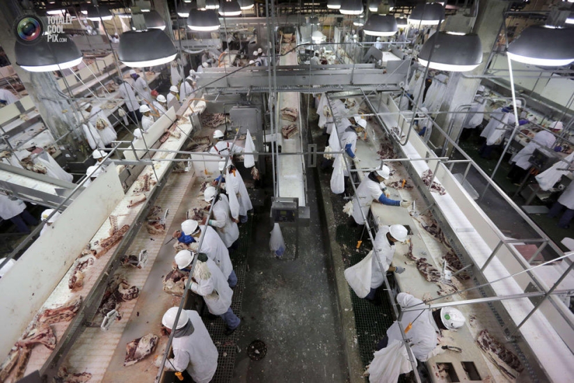 How the meat we eat is made How the meat we eat is made