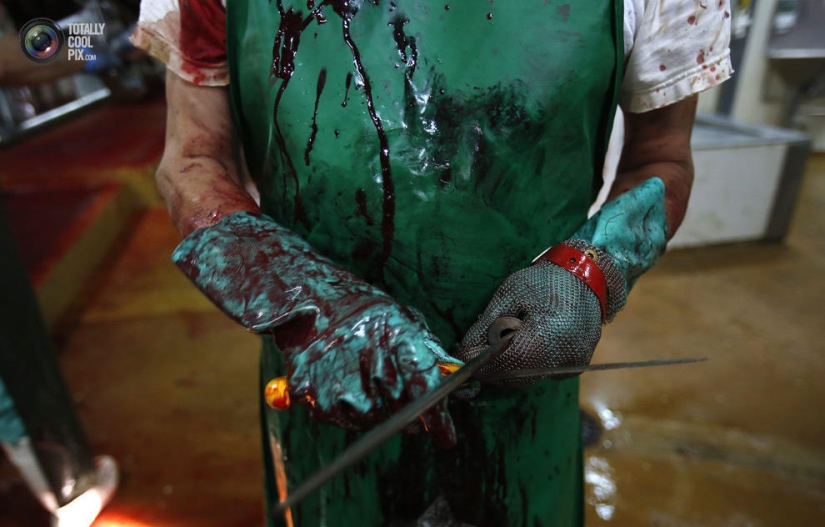 How the meat we eat is made How the meat we eat is made