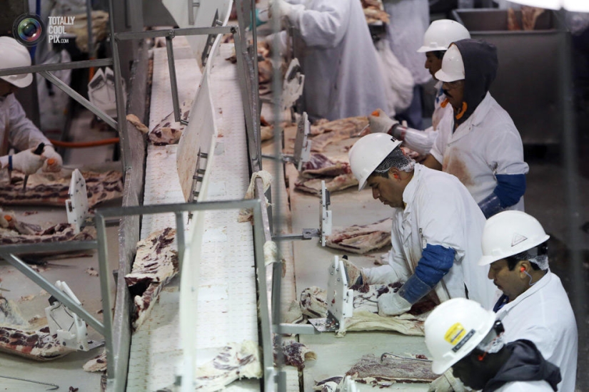 How the meat we eat is made How the meat we eat is made