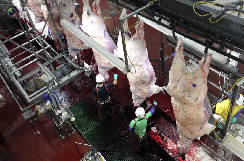 How the meat we eat is made How the meat we eat is made