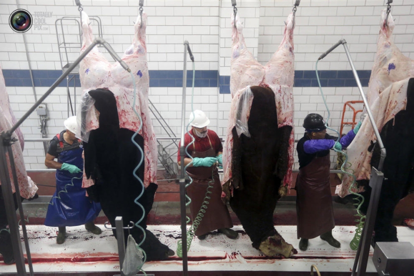 How the meat we eat is made How the meat we eat is made