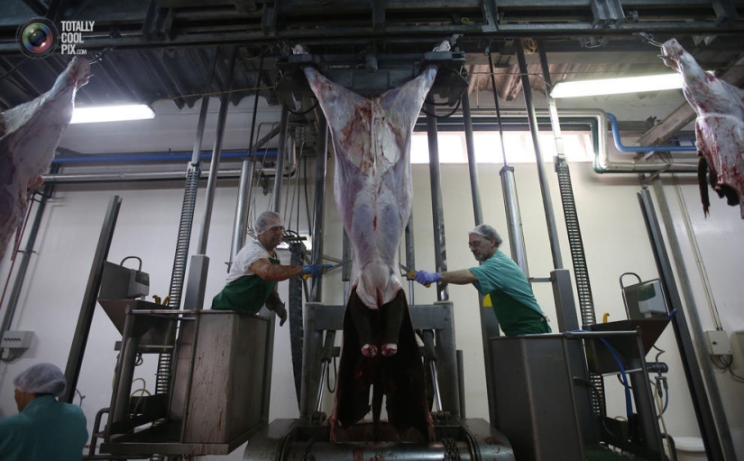 How the meat we eat is made How the meat we eat is made