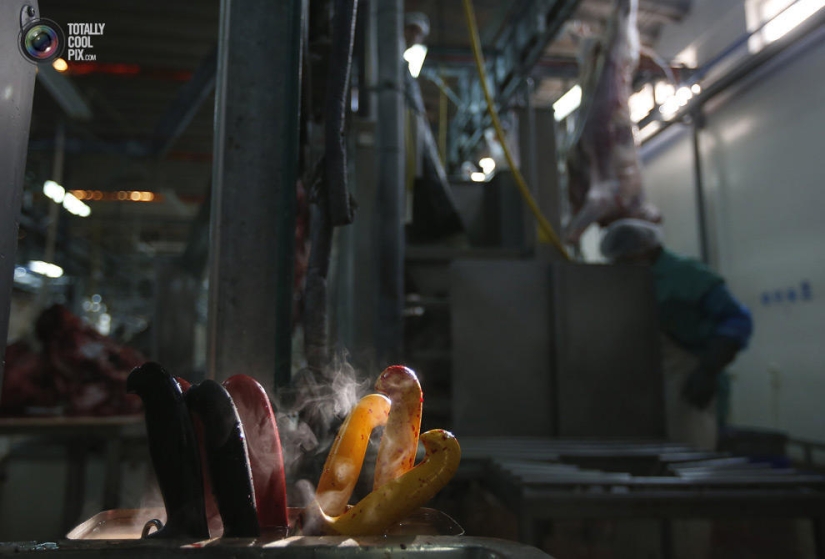 How the meat we eat is made How the meat we eat is made