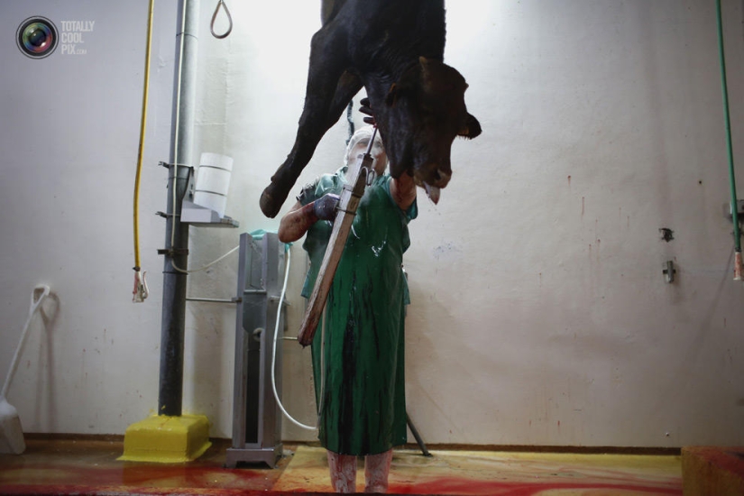 How the meat we eat is made How the meat we eat is made