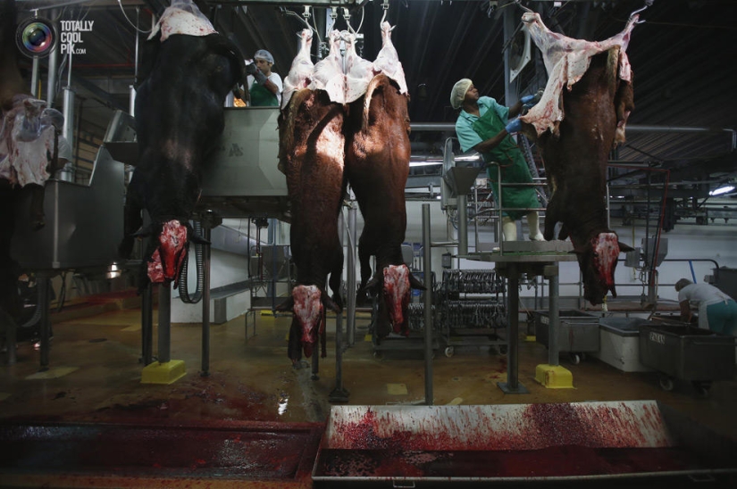 How the meat we eat is made How the meat we eat is made