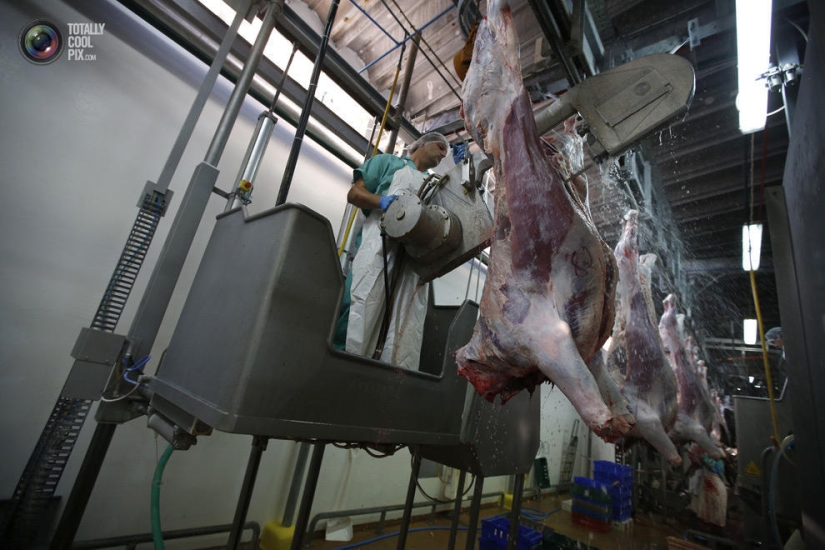 How the meat we eat is made How the meat we eat is made