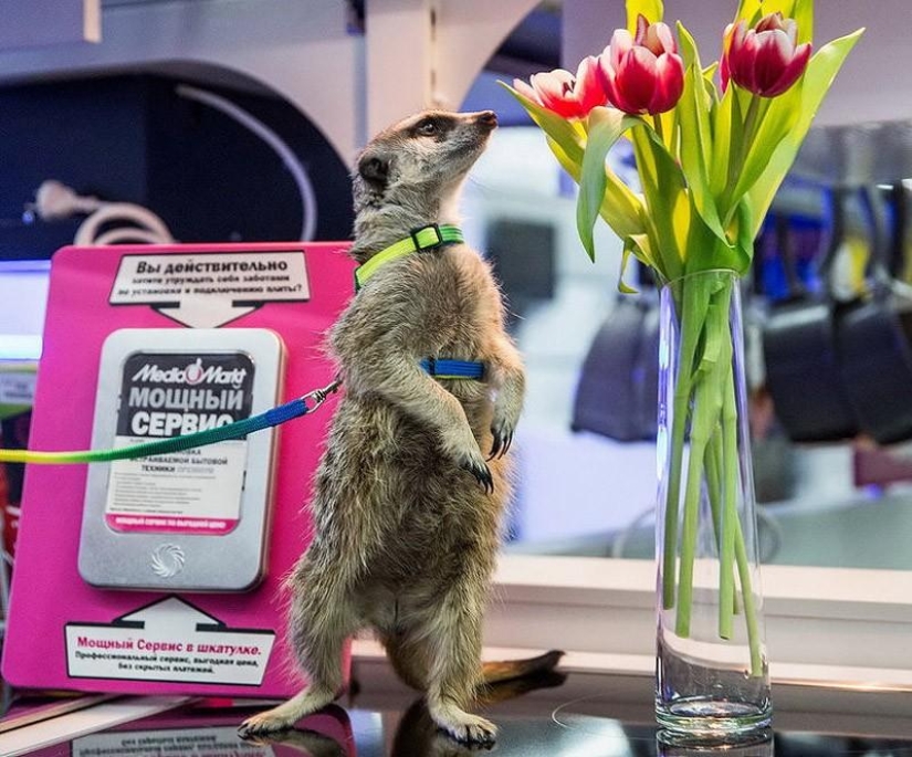 How the meerkat Grisha found his love