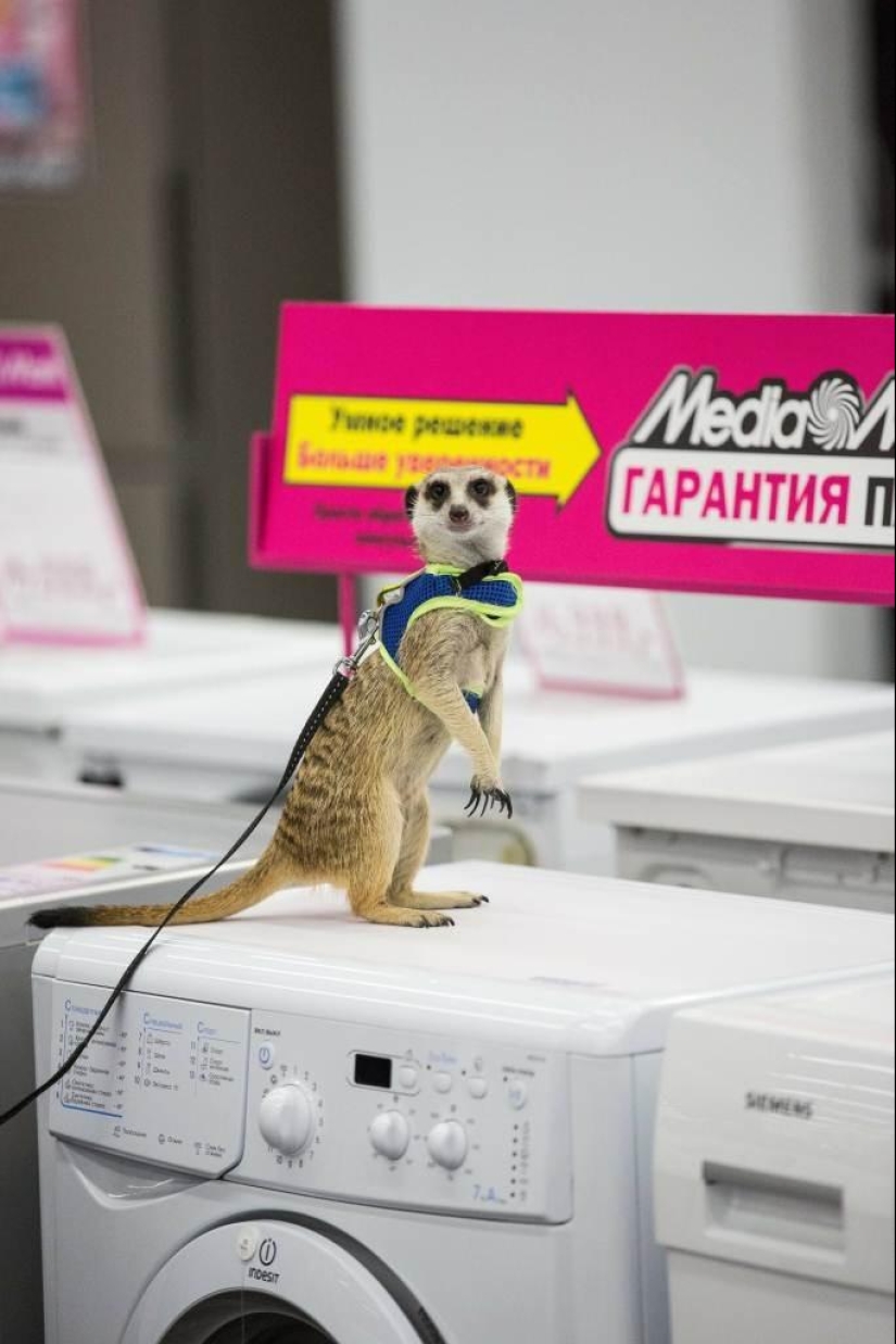 How the meerkat Grisha found his love