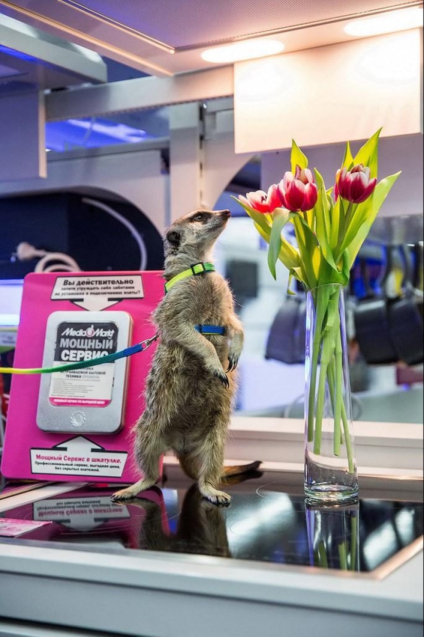 How the meerkat Grisha found his love