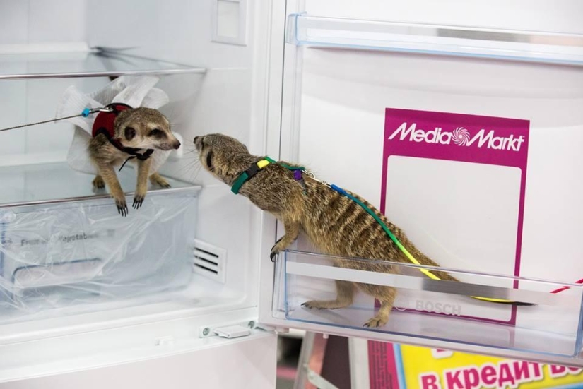 How the meerkat Grisha found his love