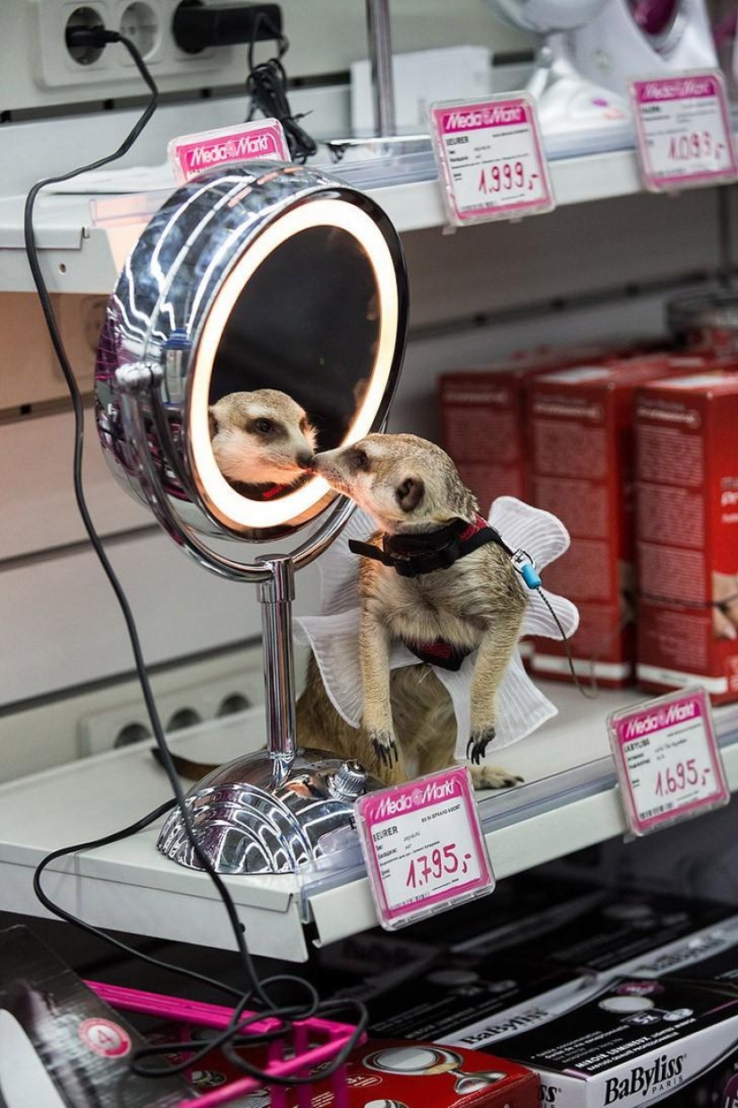 How the meerkat Grisha found his love