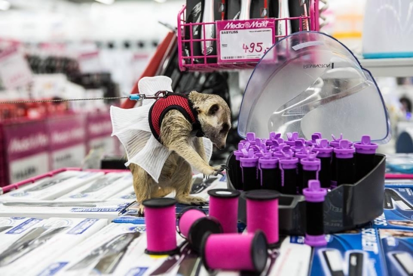 How the meerkat Grisha found his love