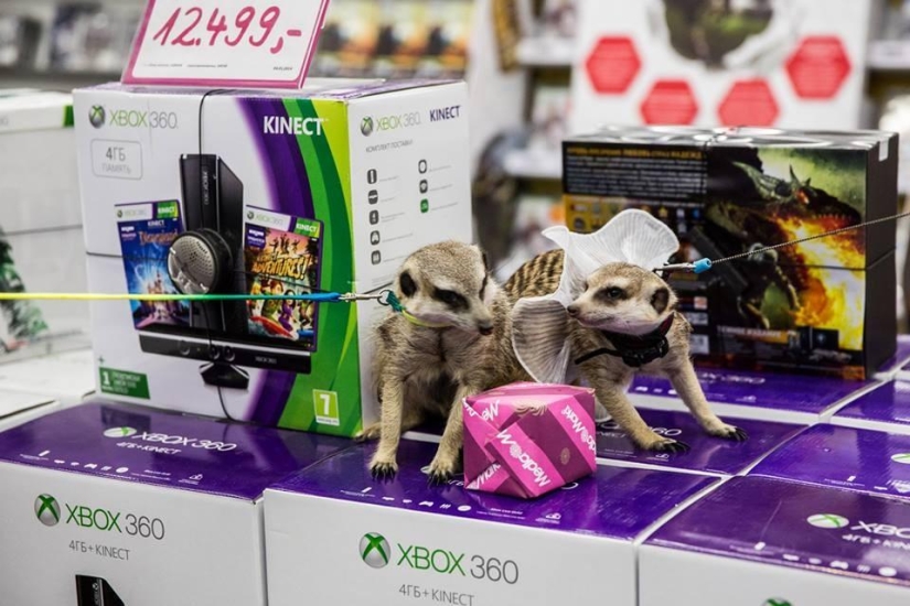 How the meerkat Grisha found his love