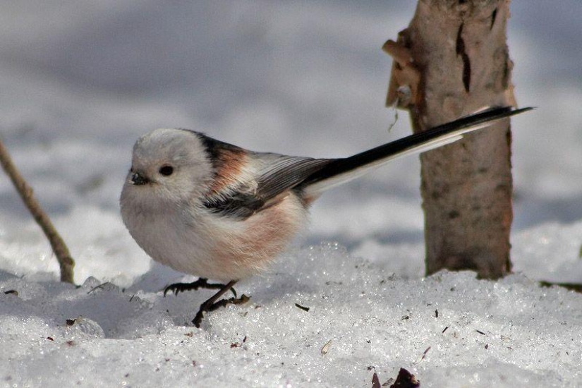 How to help birds winter How to help birds winter