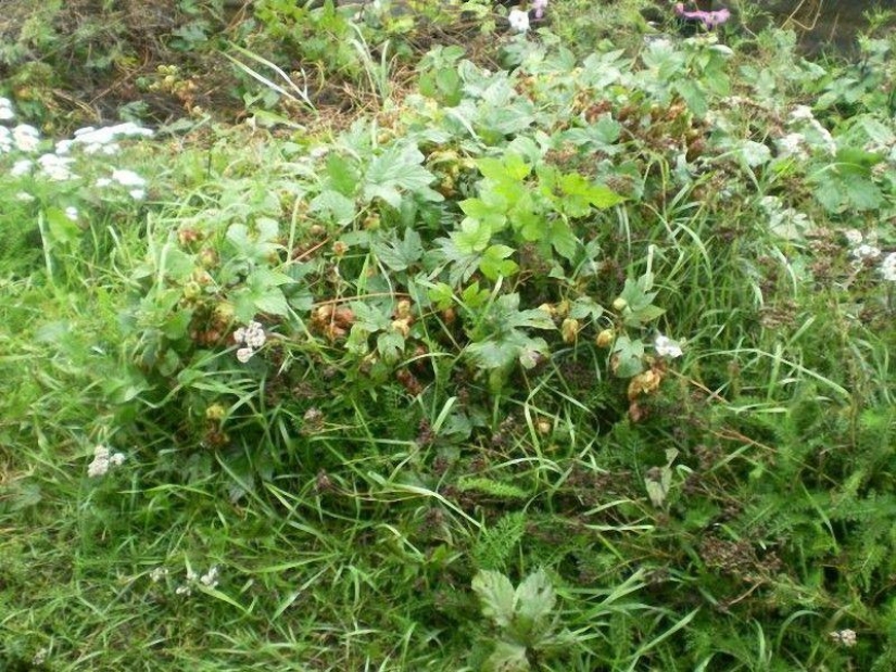 How to make mead at home