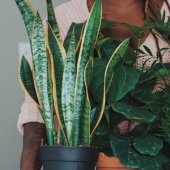 How to reduce humidity in the house: 4 plants that will help to cope with it