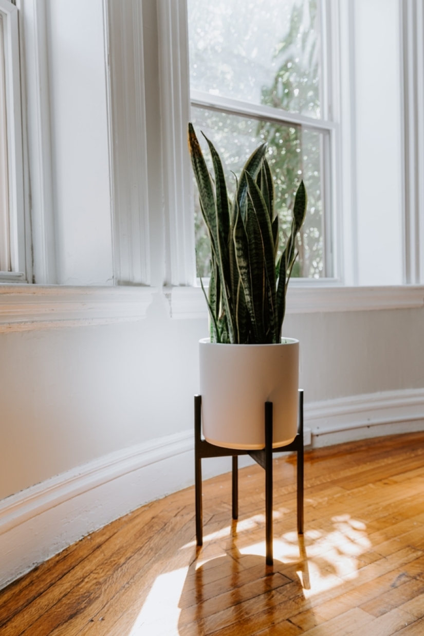 How to reduce humidity in the house: 4 plants that will help to cope with it How to reduce humidity in the house: 4 plants that will help to cope with it
