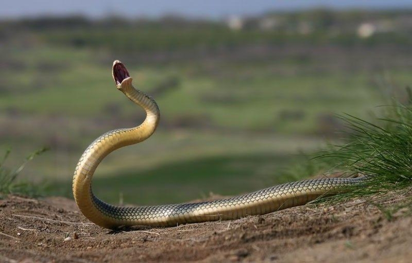 How to take pictures of snakes How to take pictures of snakes