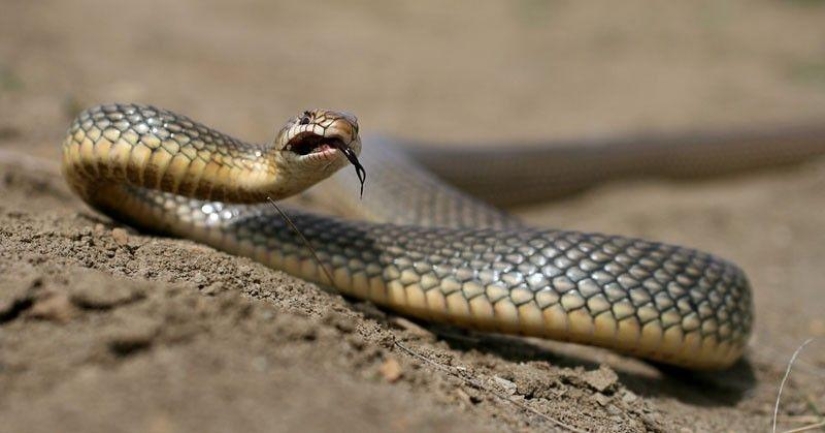 How to take pictures of snakes How to take pictures of snakes