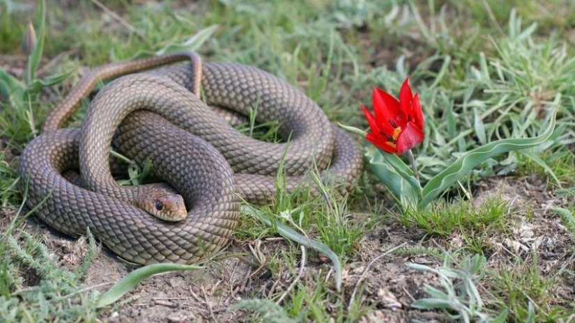 How to take pictures of snakes How to take pictures of snakes