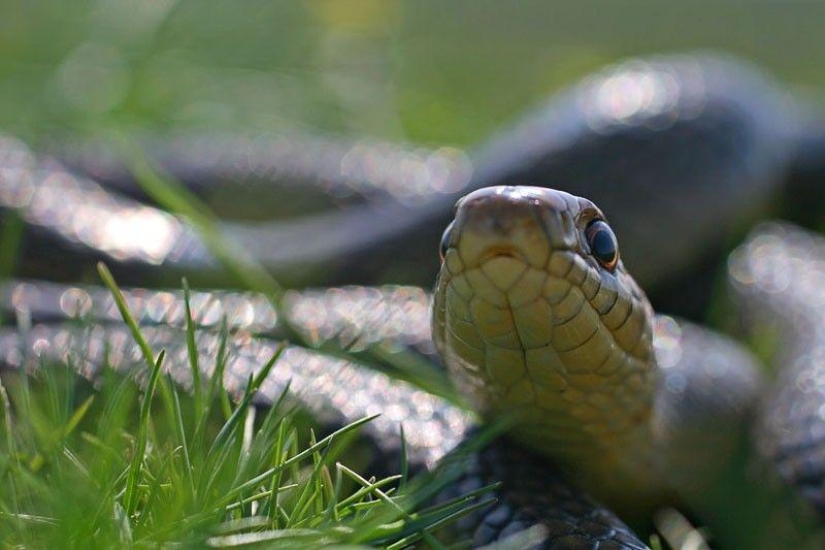 How to take pictures of snakes How to take pictures of snakes
