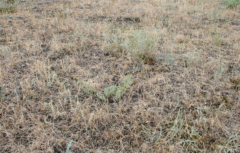 How to take pictures of snakes How to take pictures of snakes