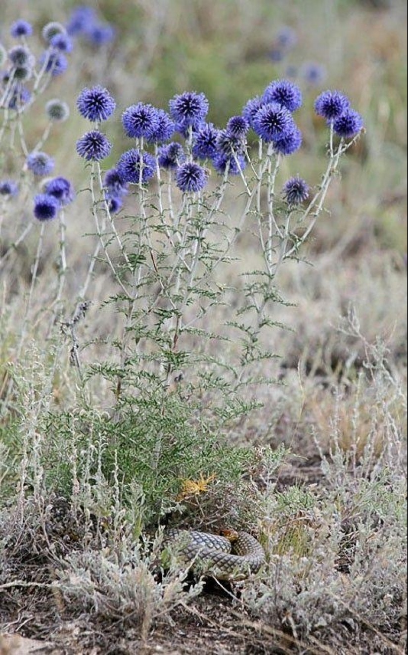How to take pictures of snakes How to take pictures of snakes