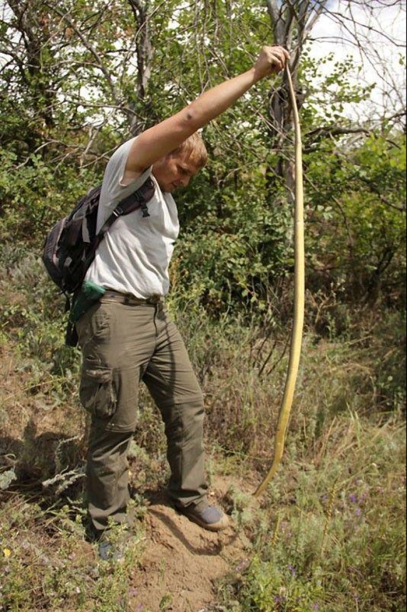 How to take pictures of snakes How to take pictures of snakes