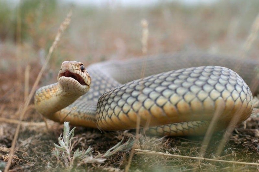 How to take pictures of snakes How to take pictures of snakes