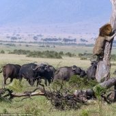 Humillado rey de las bestias