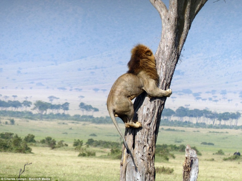 Humillado rey de las bestias