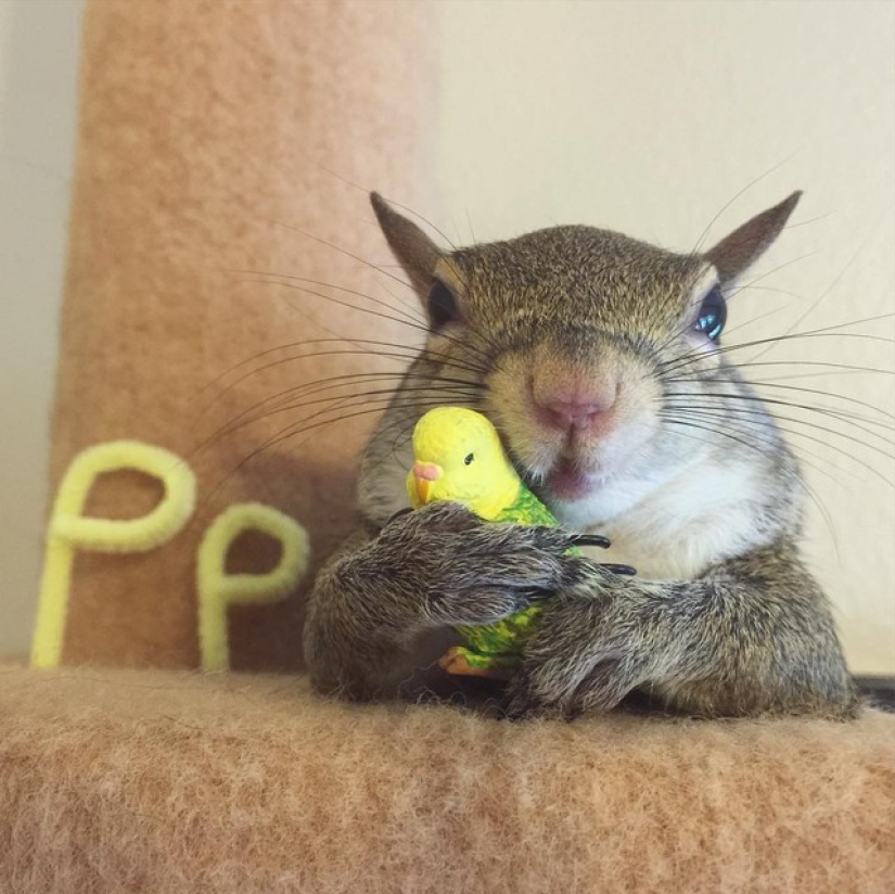 Hurricane-rescued squirrel becomes the cutest member of the family