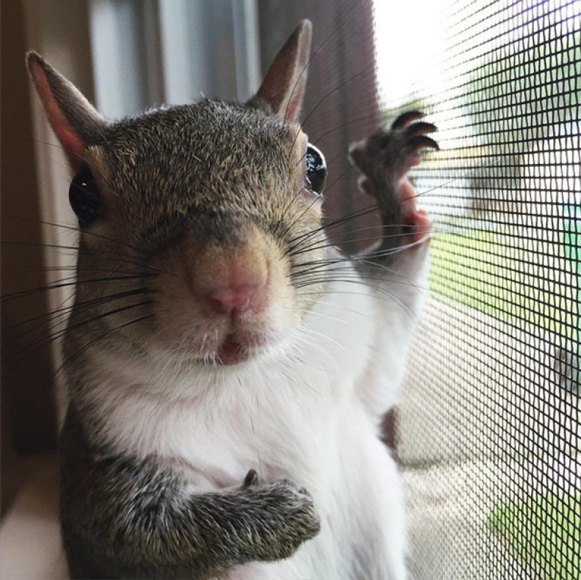Hurricane-rescued squirrel becomes the cutest member of the family