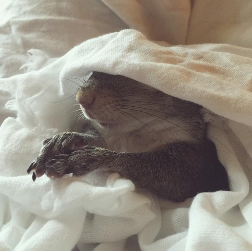 Hurricane-rescued squirrel becomes the cutest member of the family