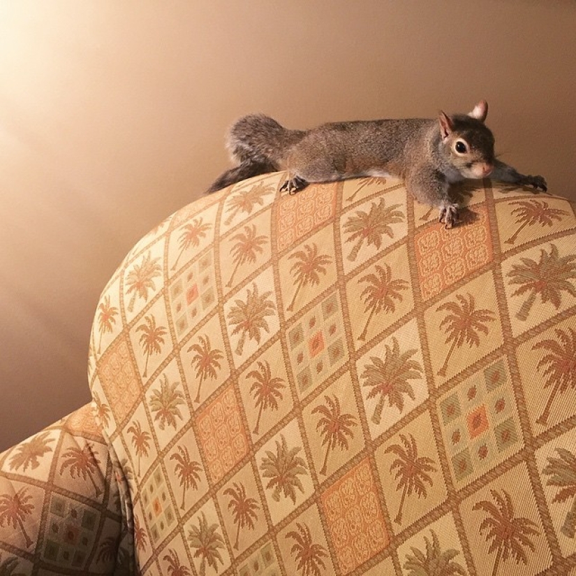 Hurricane-rescued squirrel becomes the cutest member of the family