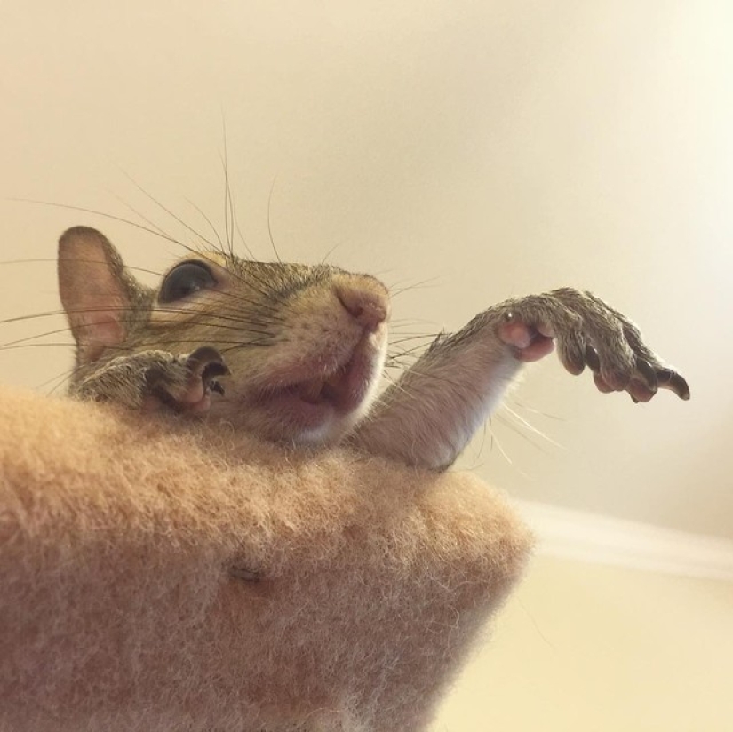 Hurricane-rescued squirrel becomes the cutest member of the family