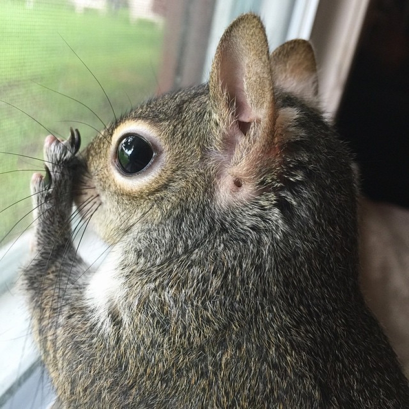 Hurricane-rescued squirrel becomes the cutest member of the family
