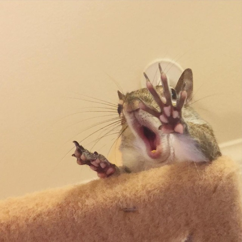 Hurricane-rescued squirrel becomes the cutest member of the family