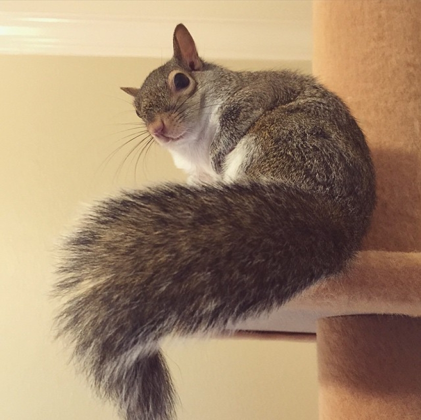 Hurricane-rescued squirrel becomes the cutest member of the family