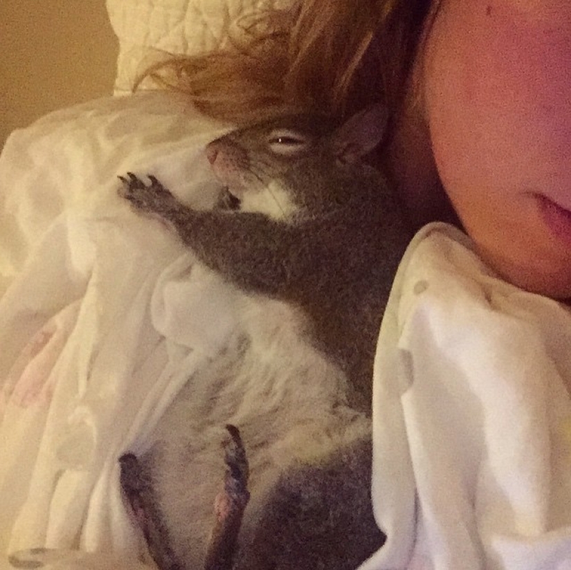 Hurricane-rescued squirrel becomes the cutest member of the family